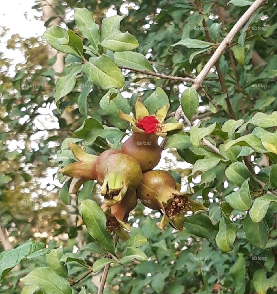 fruit