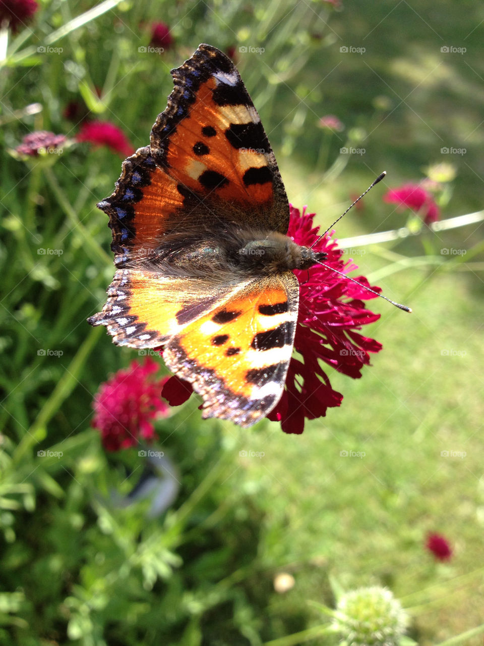 sweden butterfly höllviken by shec