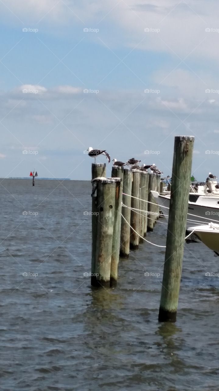 The seagulls perching on the pier at Chesapeake Beach, VA