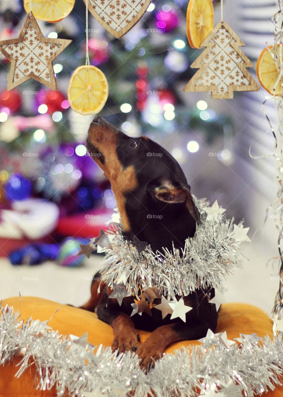 Christmas pinscher