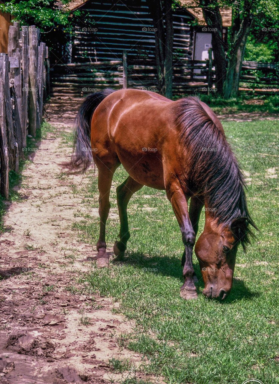 Horse grazes in corral 