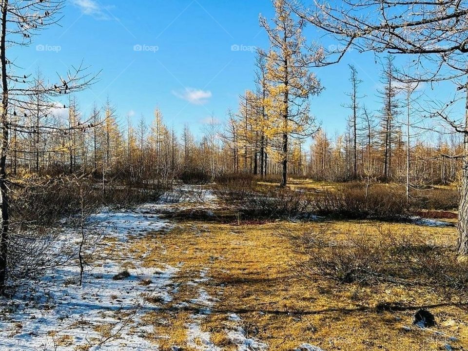 Осенний лес