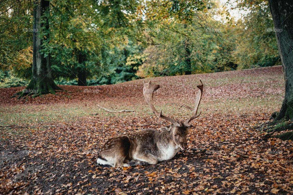 A Filmic Portrait of the Nordic Graceful Deer 