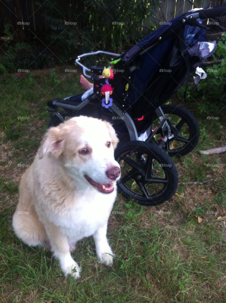 Great Pyrenees Australian Shepard mix with baby stroller