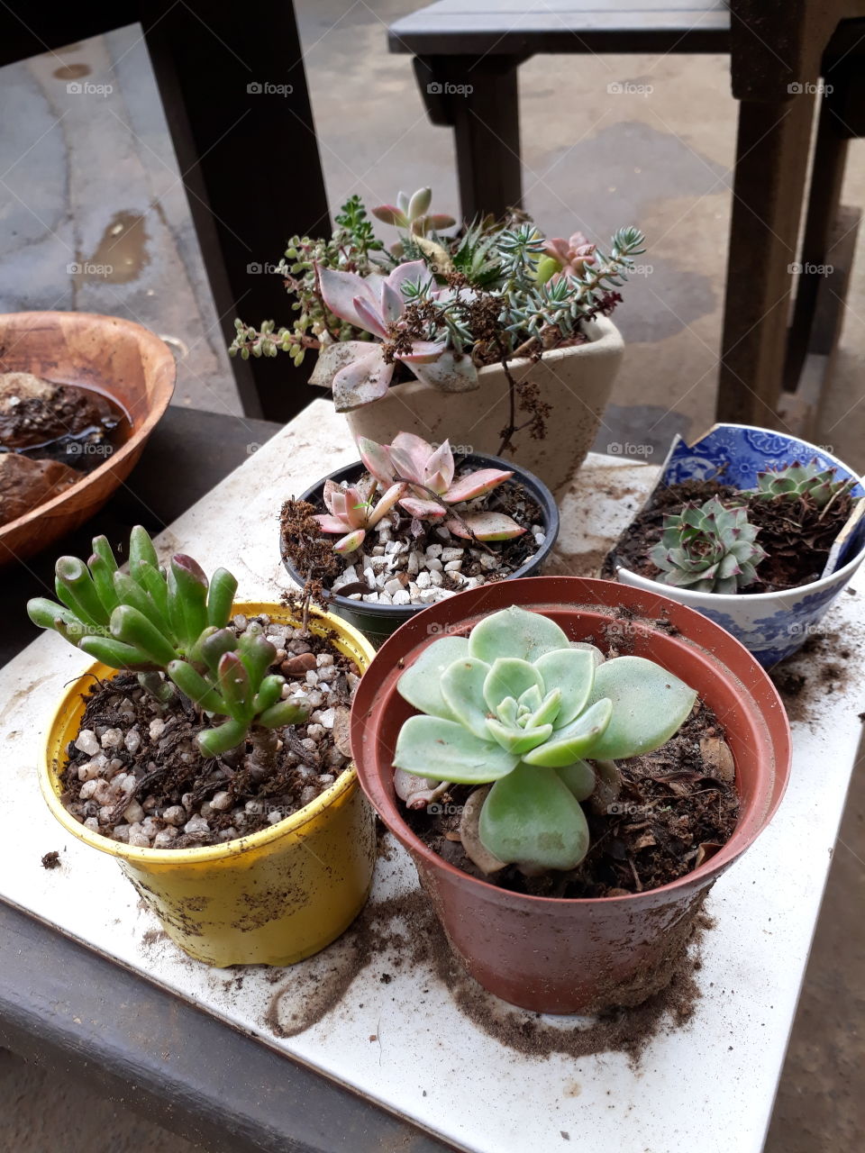 cactus pot plants