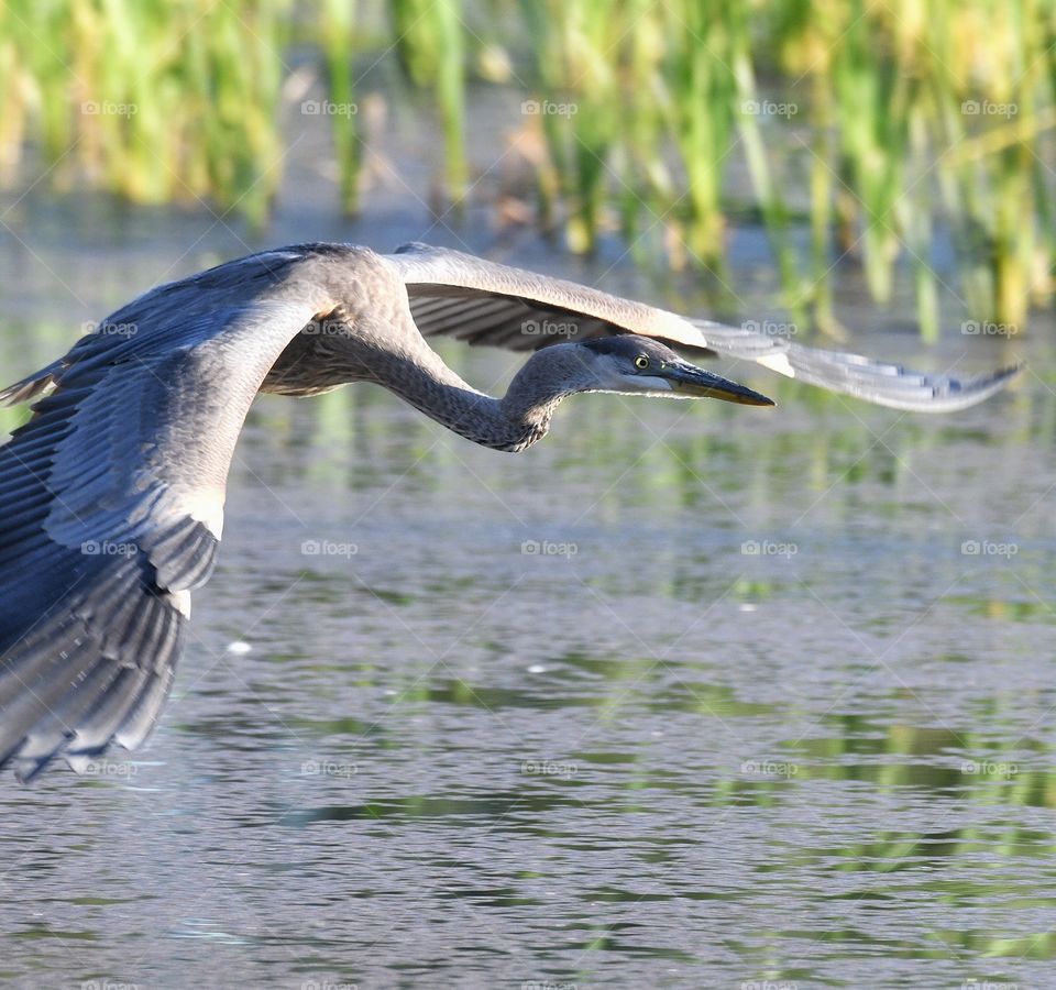 Great Heron in flight