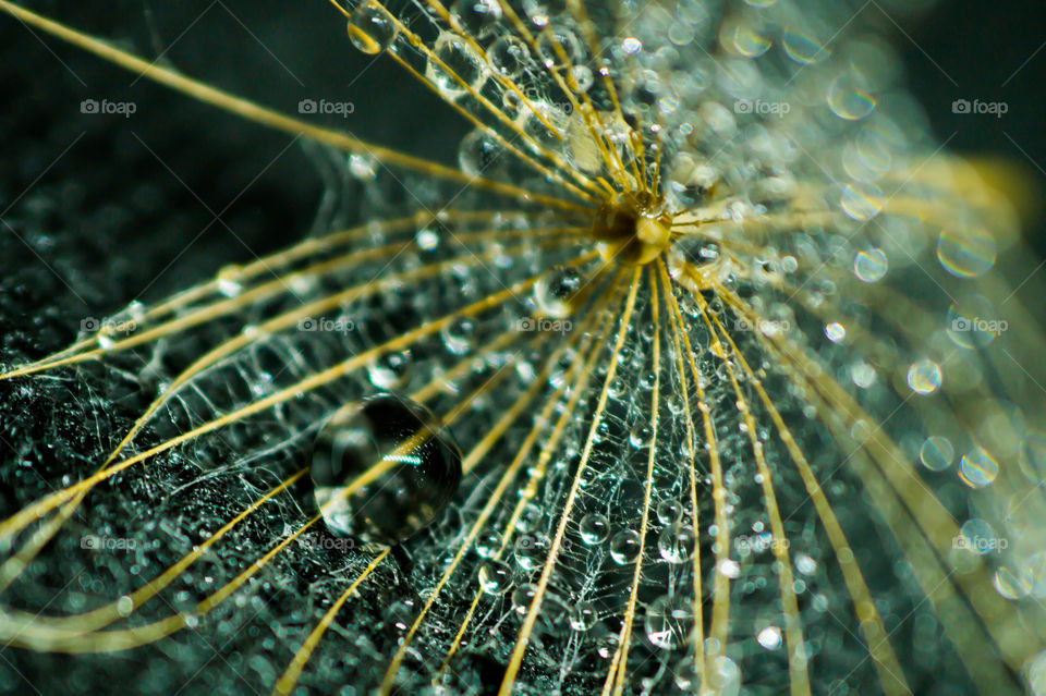 Dewdrops on a dandelion close-up