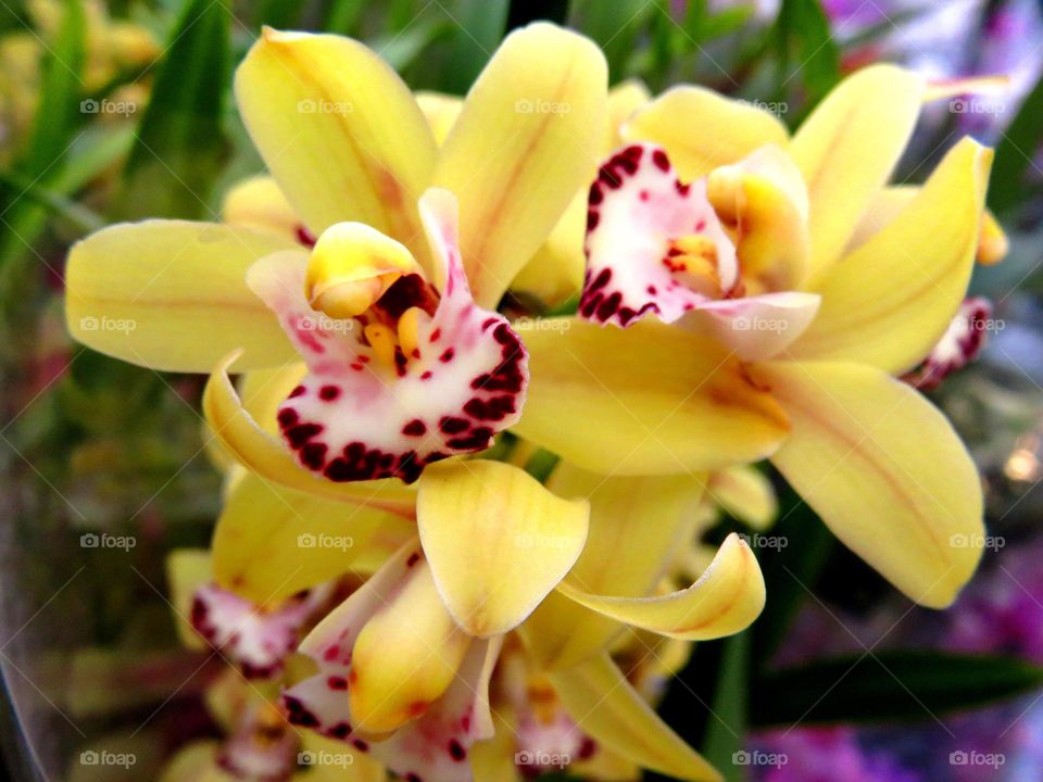 orchid