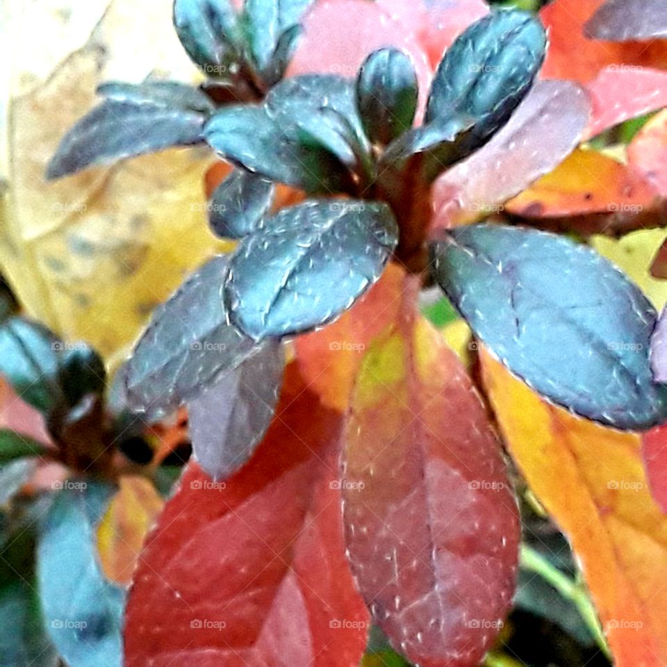 autumn coloured leaves of azalea