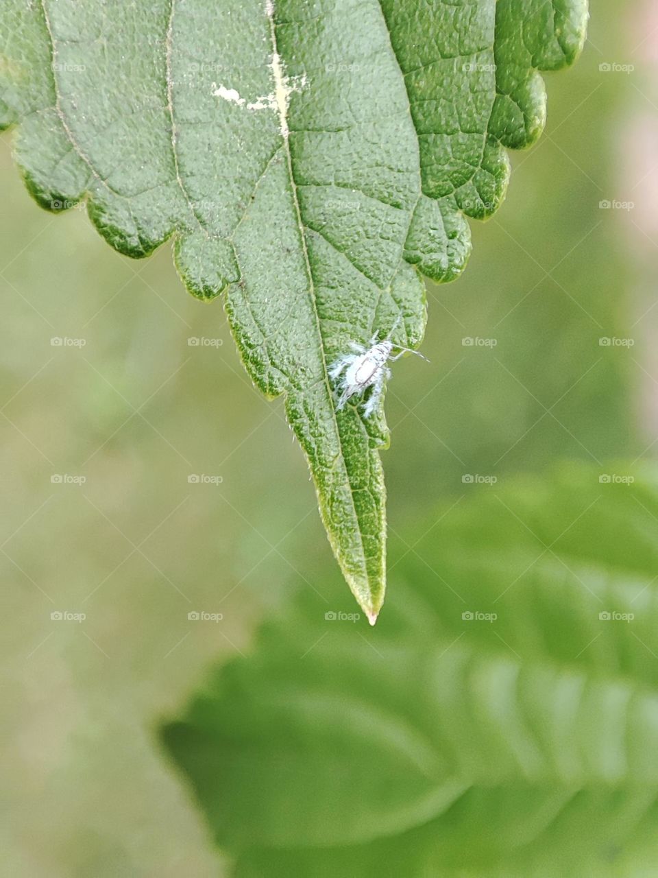 Whit bug on leaf