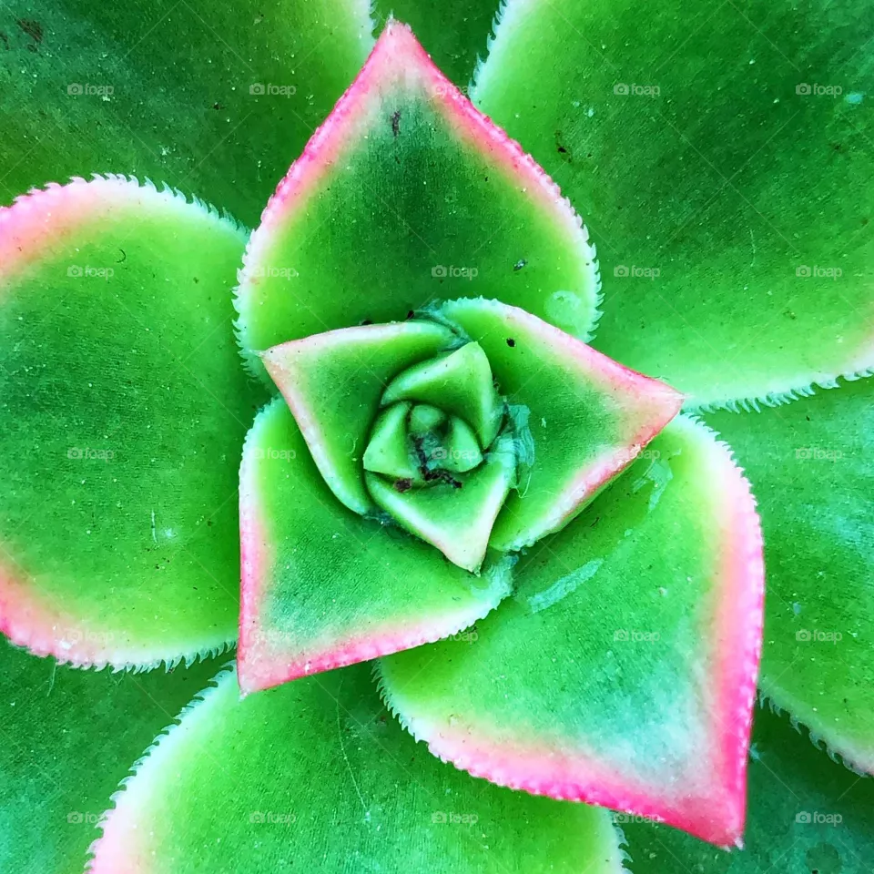 Plant