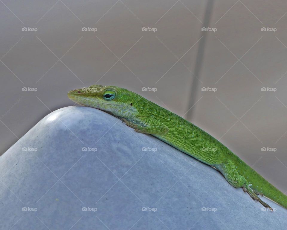 A Green Anole Lizard basking in the sun on a white rock - 
Green is a vibrant and eye-catching shade. It is a color you may use to make someone feel relaxed and calm or expand their imagination