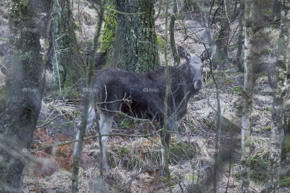 Moose in the forest  - elk- älg i skogen