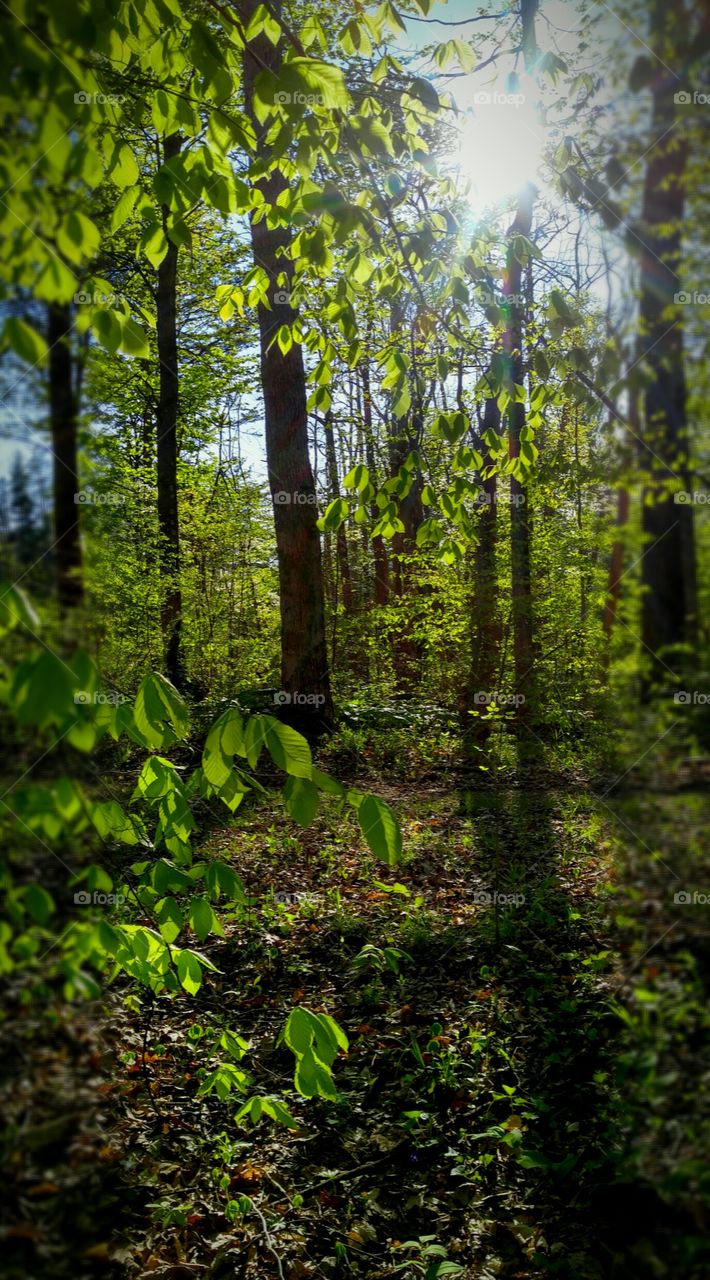 Sunshine through a forest path