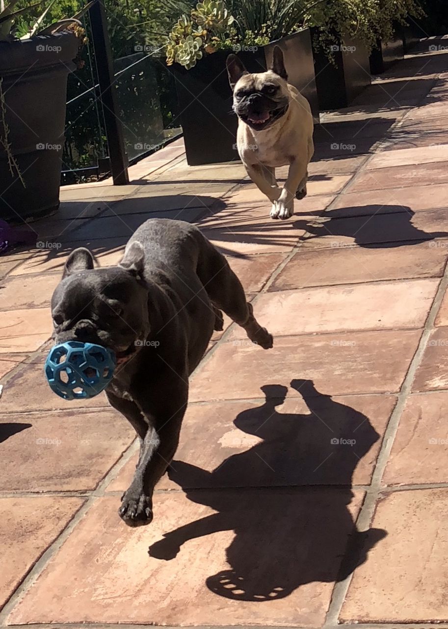 Foap Mission Fun Animals and Pets, It’s My Ball! two French Bull Dogs Chasing Each Other With A Ball!