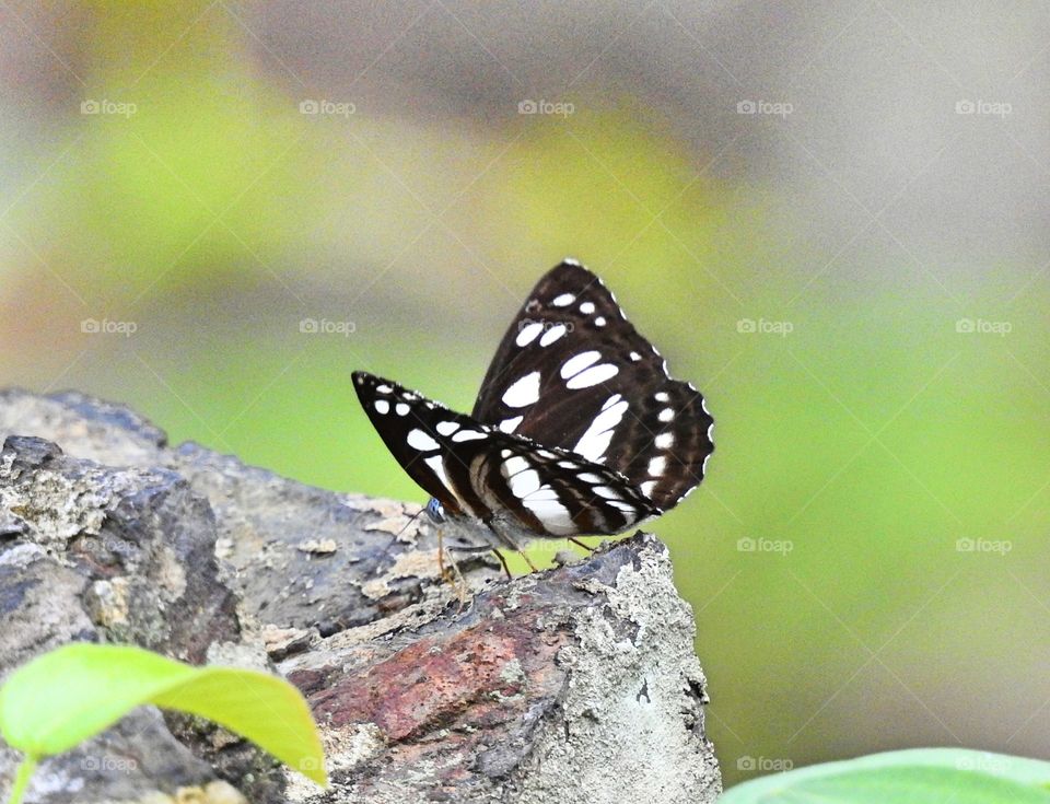 black and White butterfly is attractive
