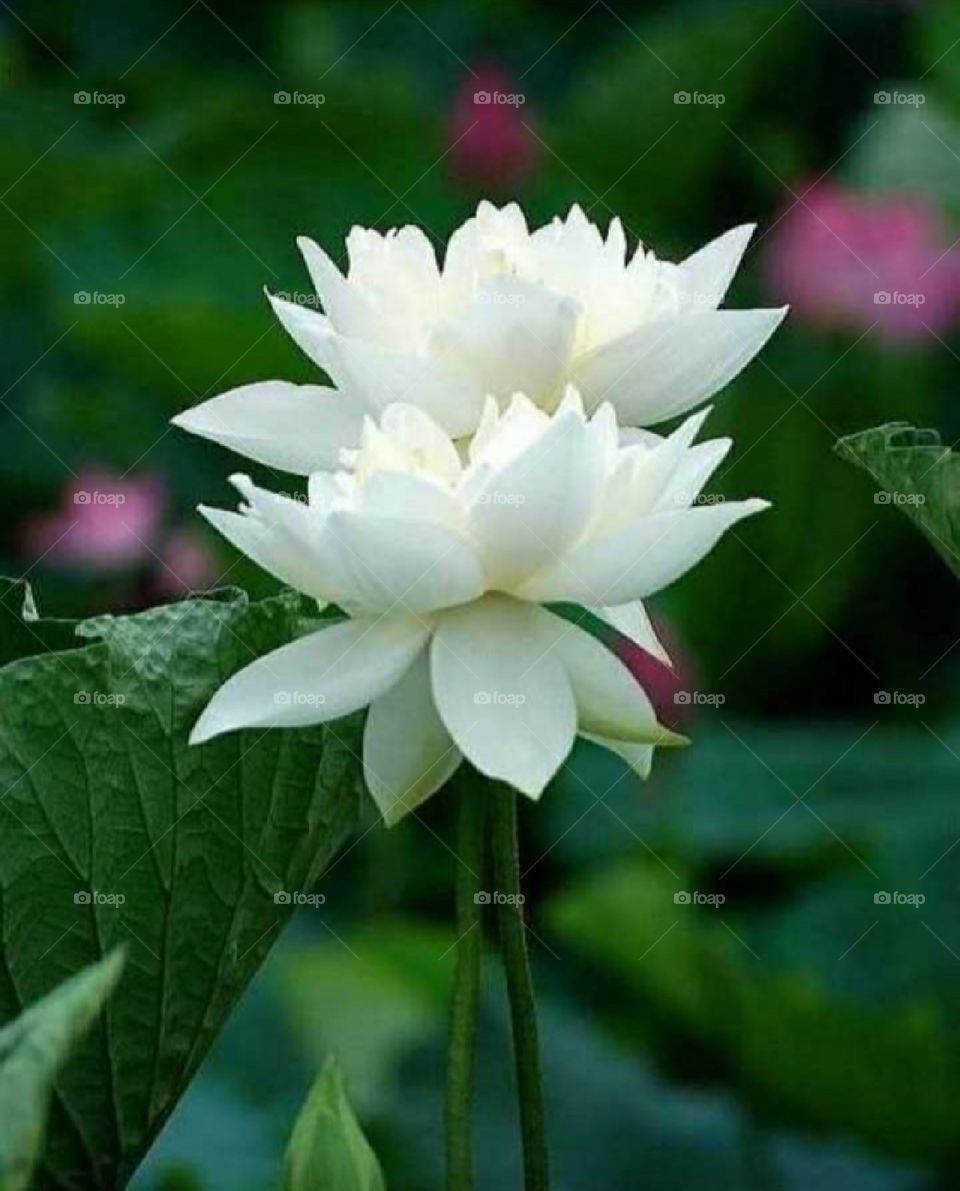Beautiful white Lotus, it's very unique flower.