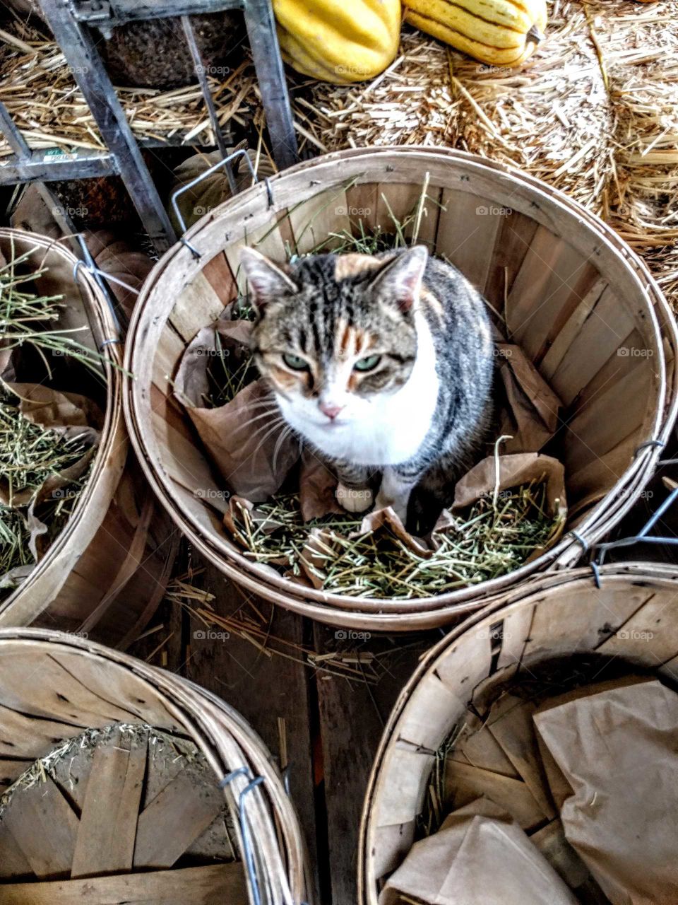 Kitten in a basket