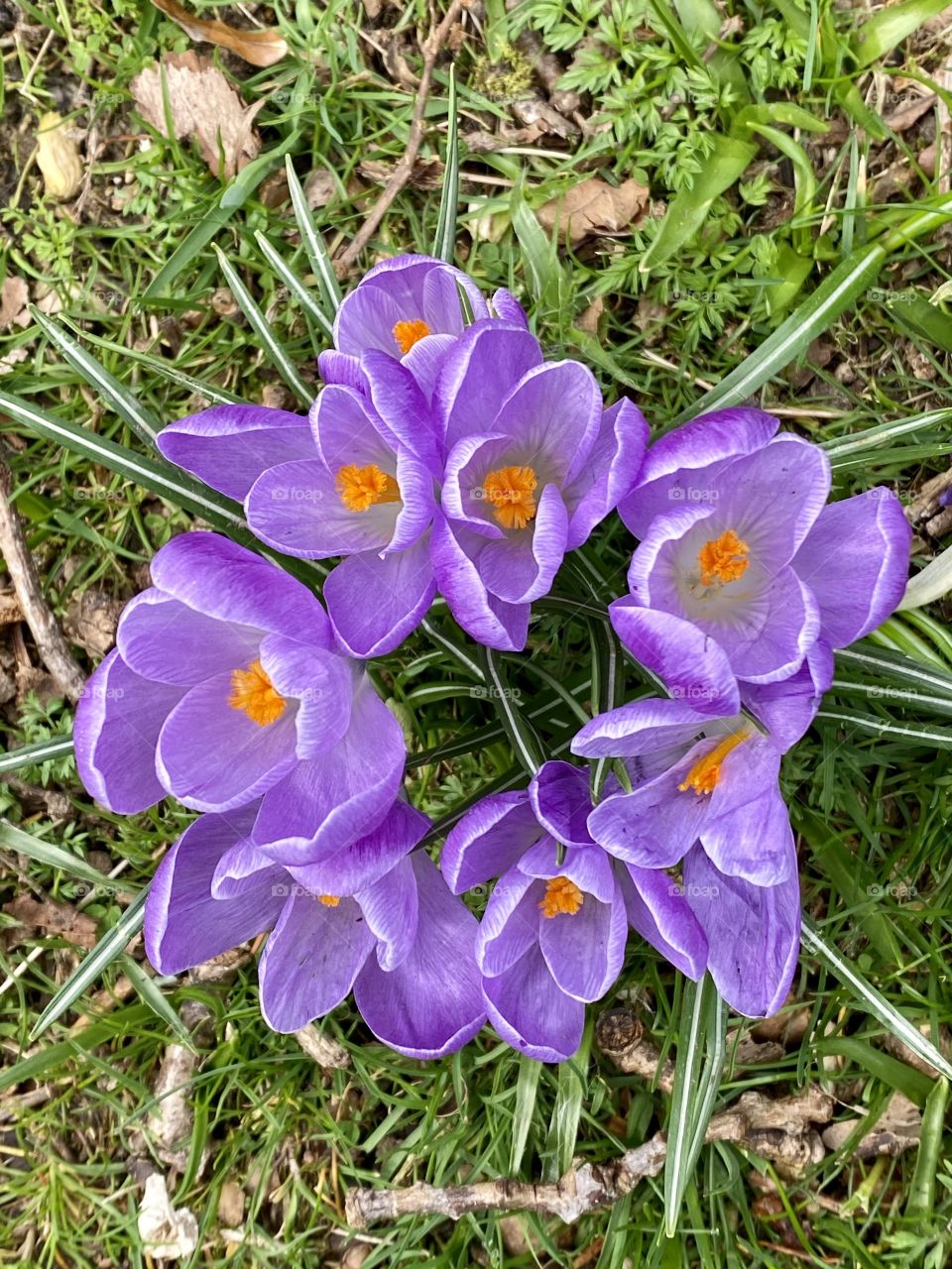 Crocuses Crocus Flowers Flower Purple Campus University Glasgow Vet School 