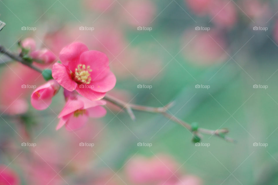 Close-up of pink flower