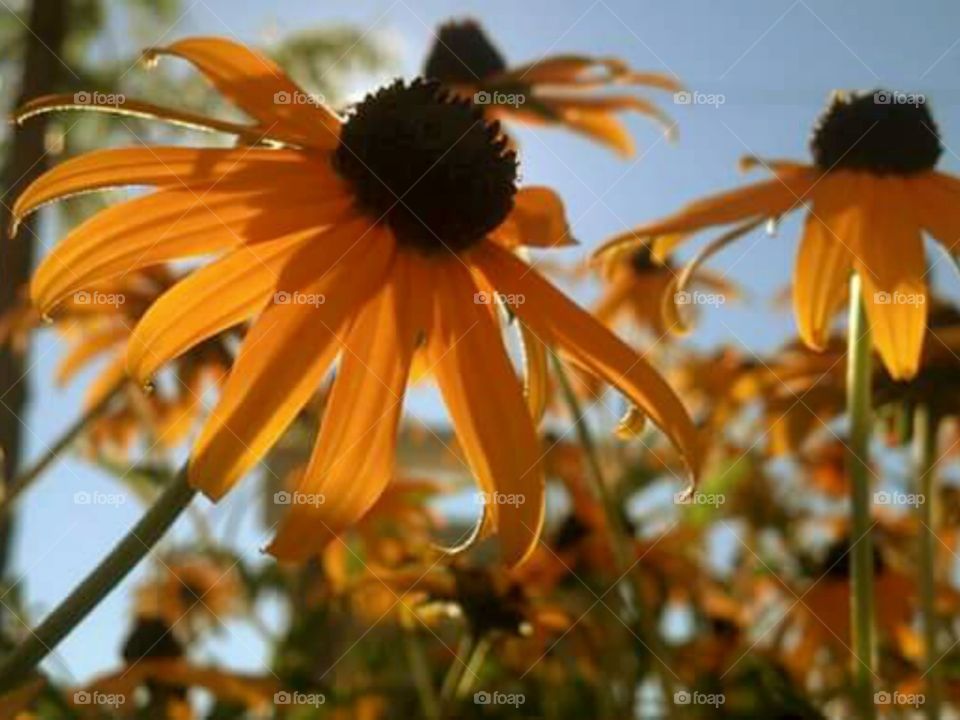 Black Eyed Susan. These critters grow in all manner of strange places