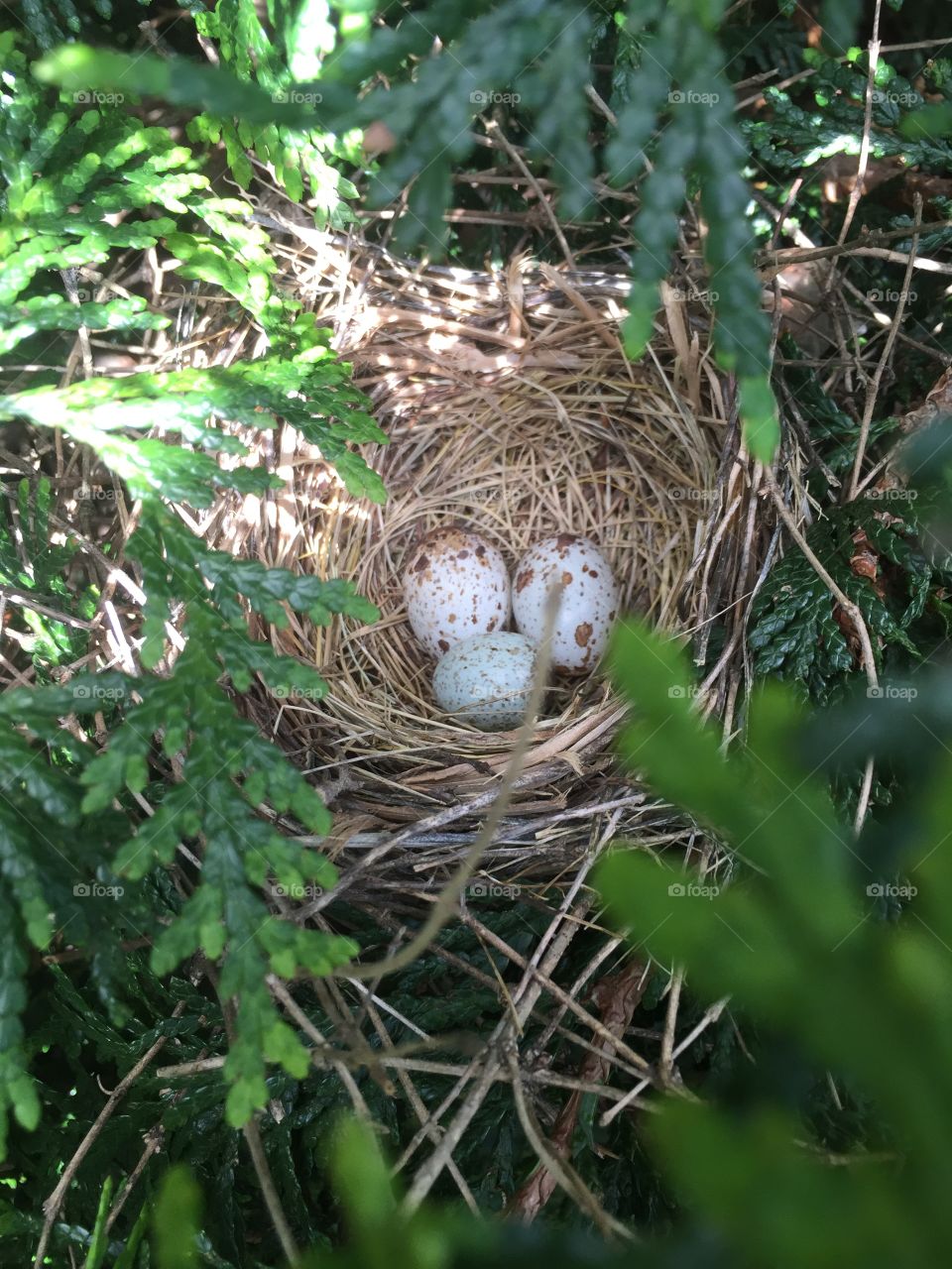 Cardinal eggs