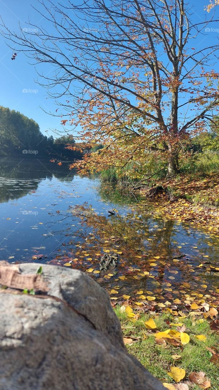 Autumn landscape naar the lake Biesbosh