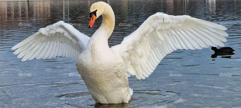 Majestic swan showing of his powerful wings while standing in the cold lake on a winter day