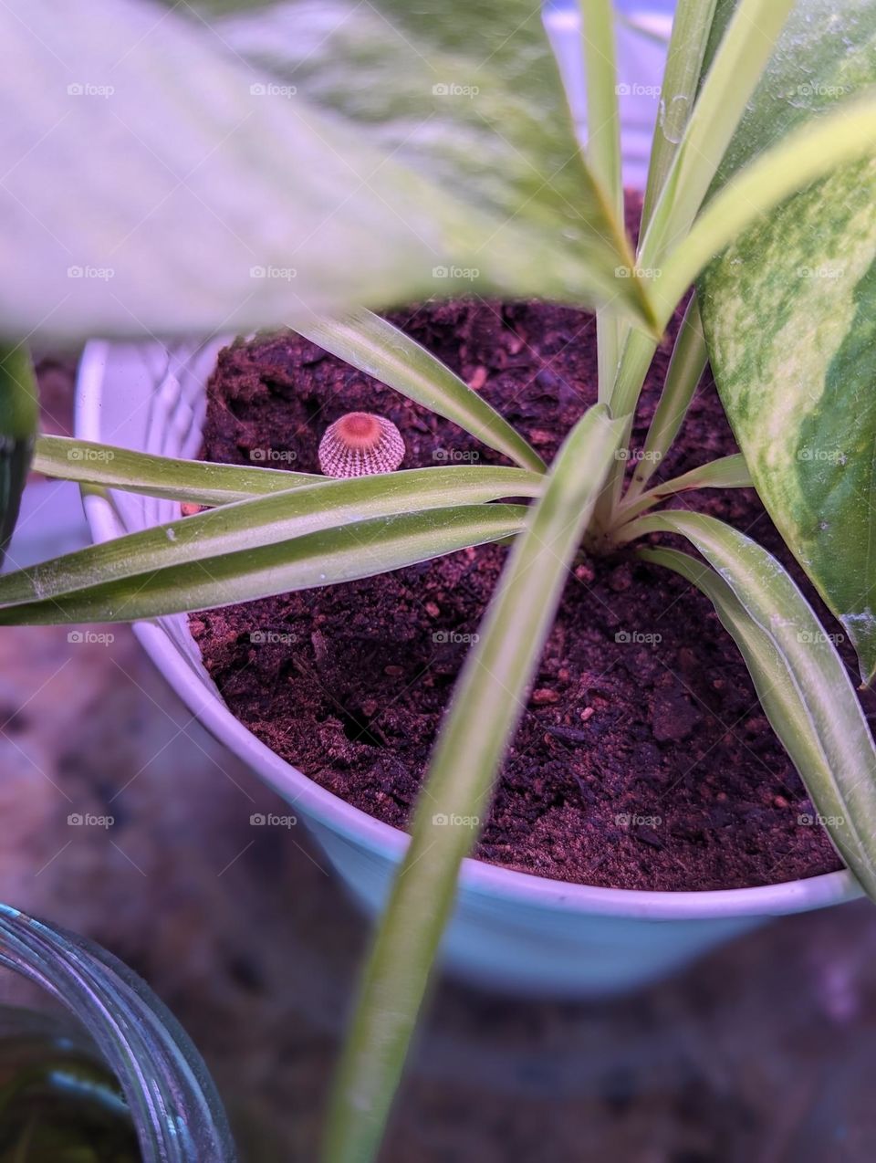 tiny mushroom growing through spider plant propagation with grow light