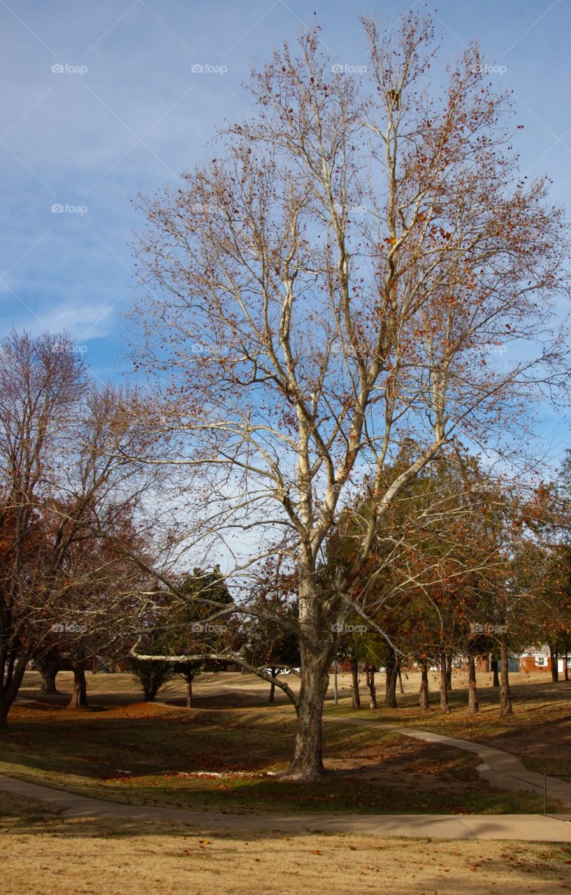 Fall Tree