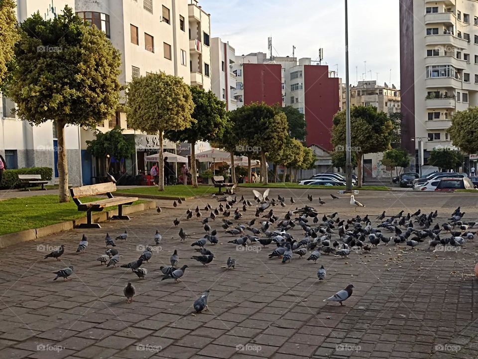 catching birds in the road