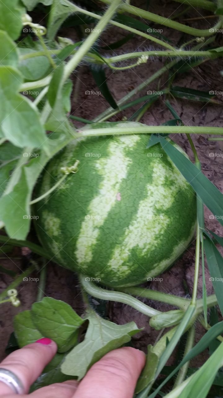 Garden. Watermelon