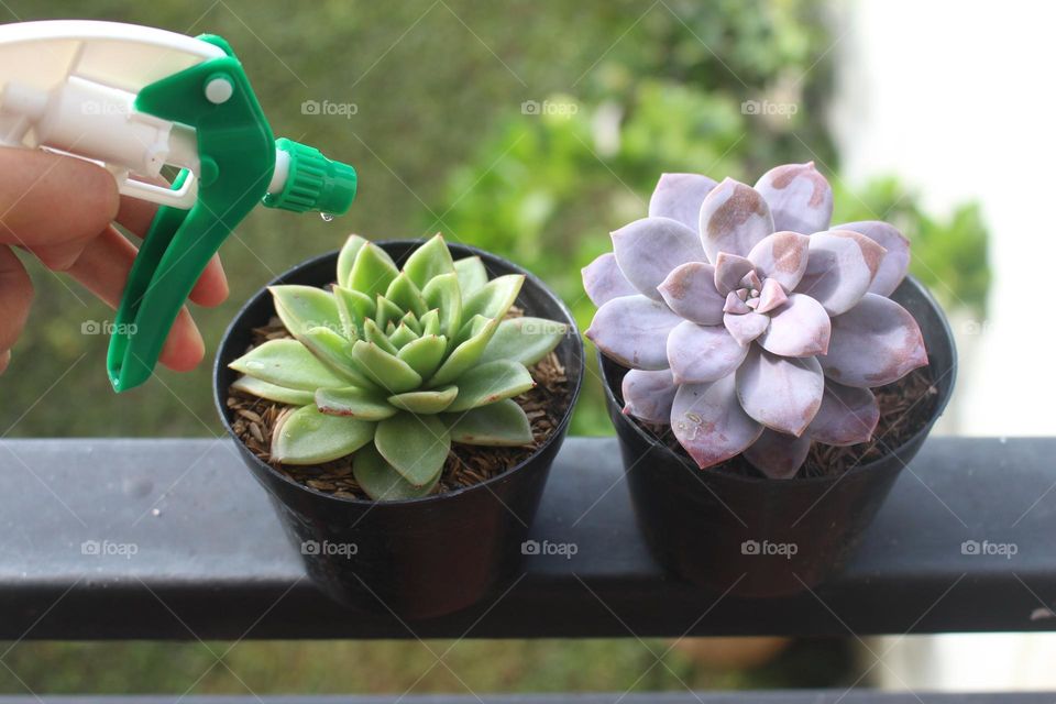 we can raise the small plants on the backyard