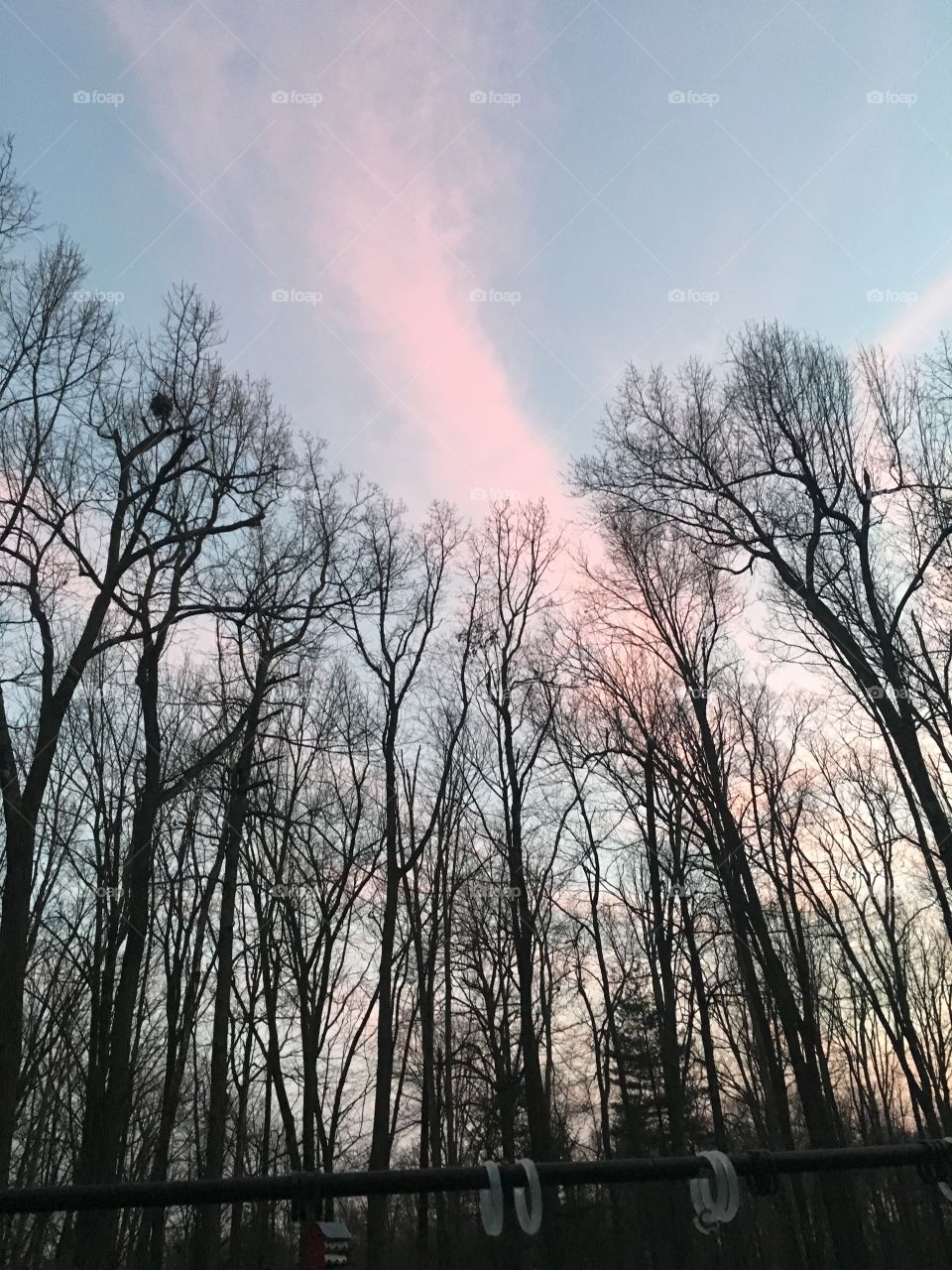 Pink Clouds and Trees 