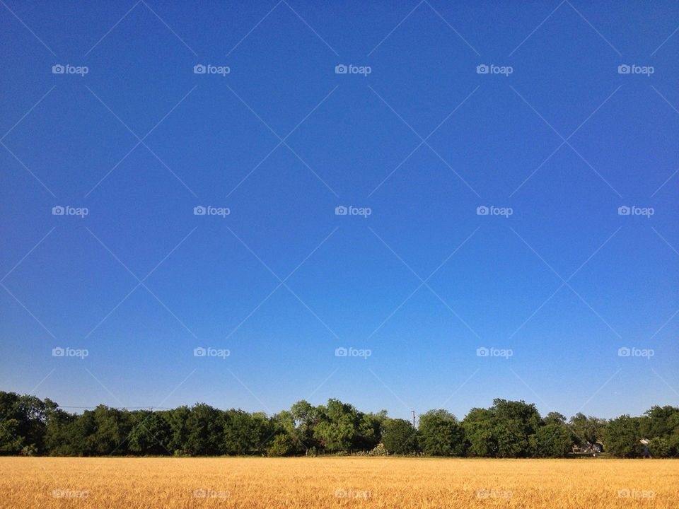 Harvest crop field, wheat grain