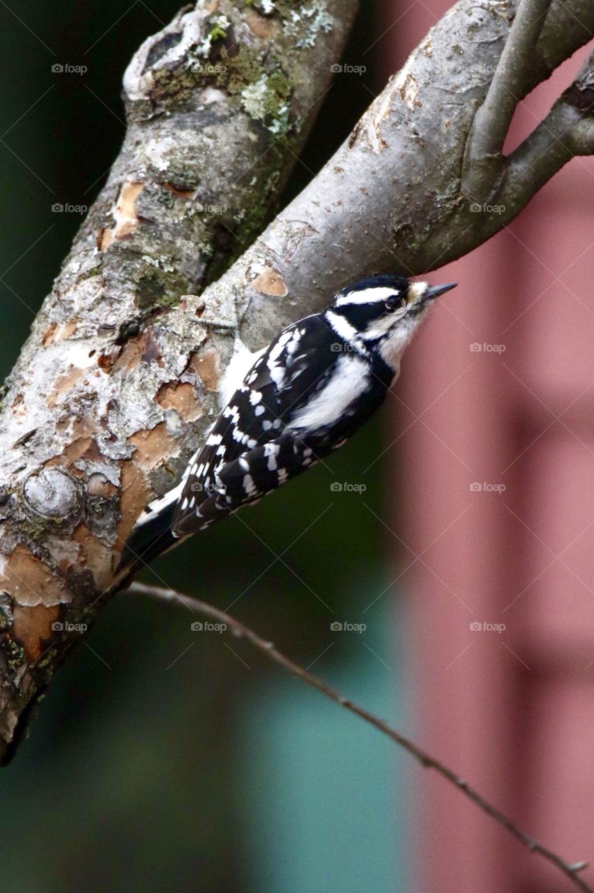 Watchful woodpecker