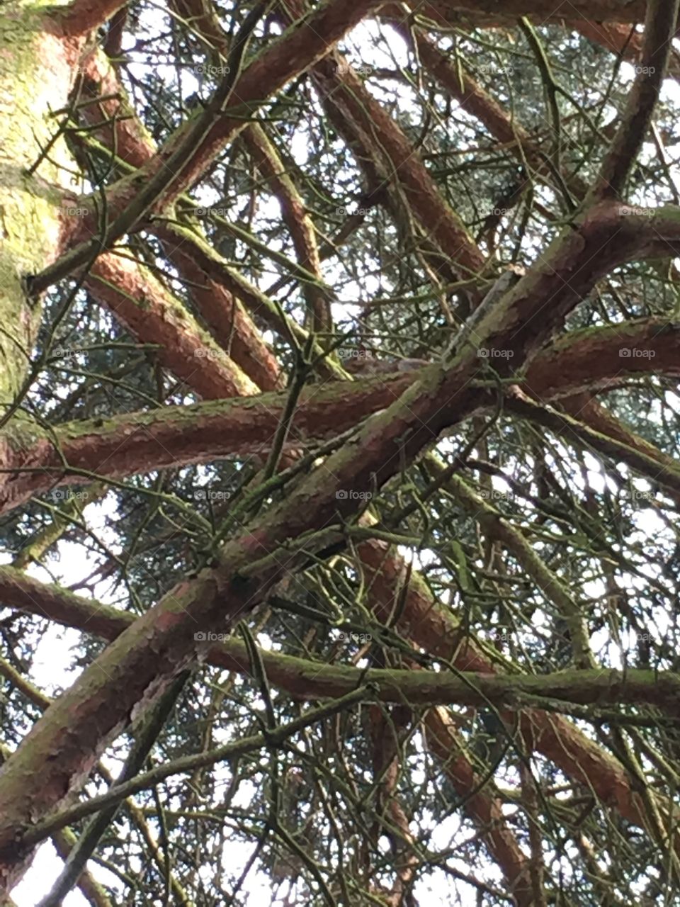 Little grey squirrel in the centre of the photo sat on a branch in a tall pine tree in a maze of branches 