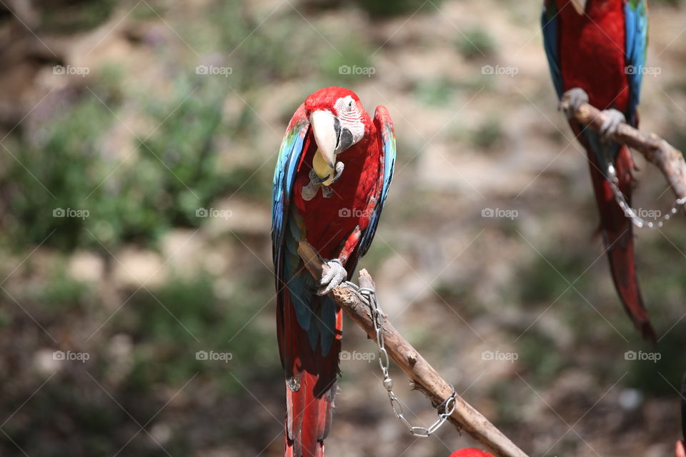 The macaw