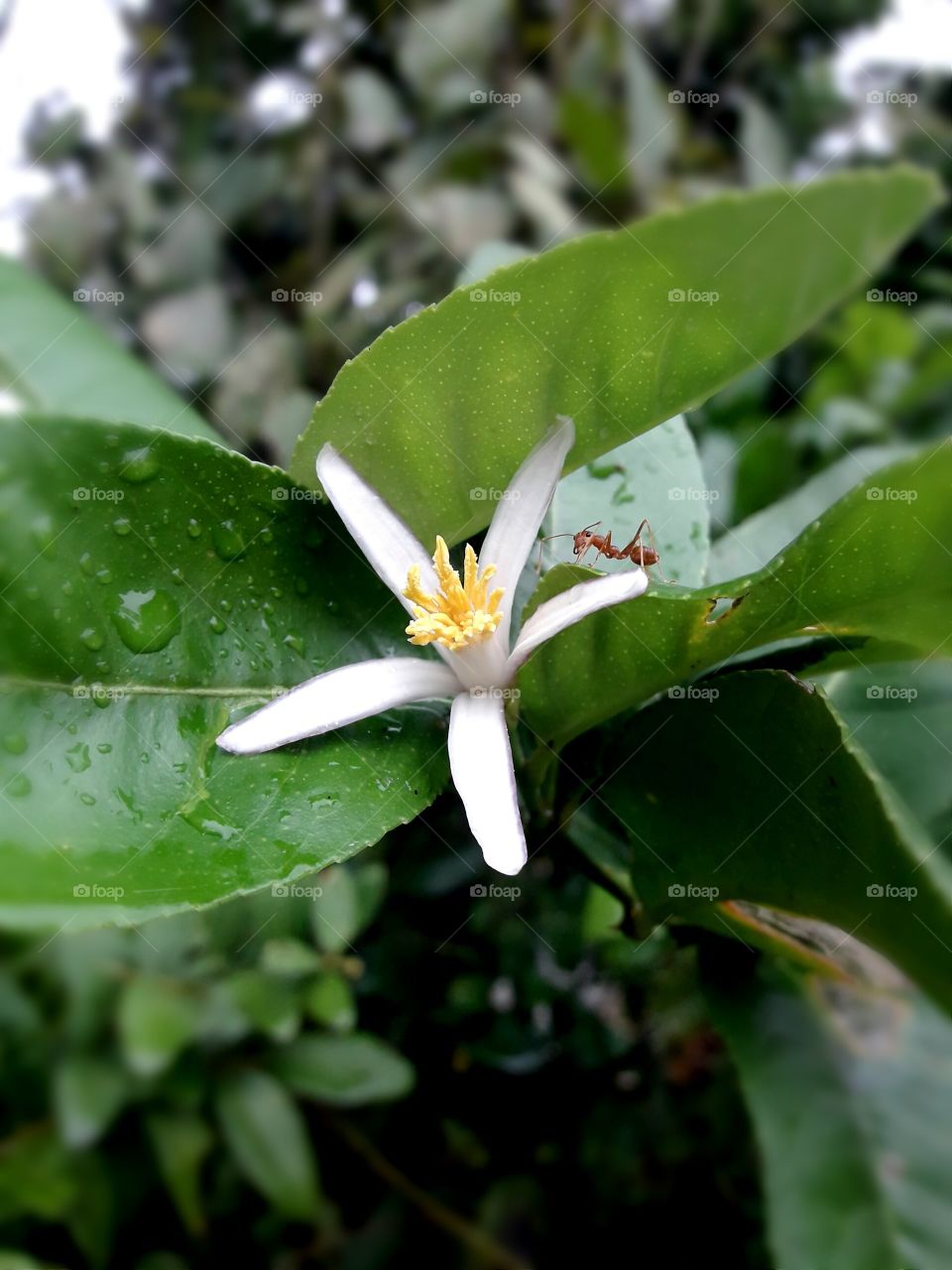 Blooming leamon flower with green leaf and ant falling rain drop water on leafs.