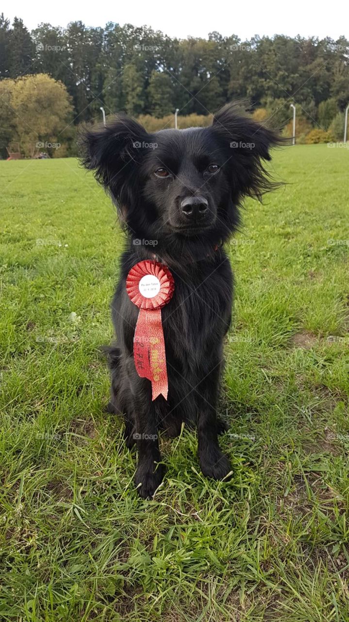 Prize for the cuttest doggie