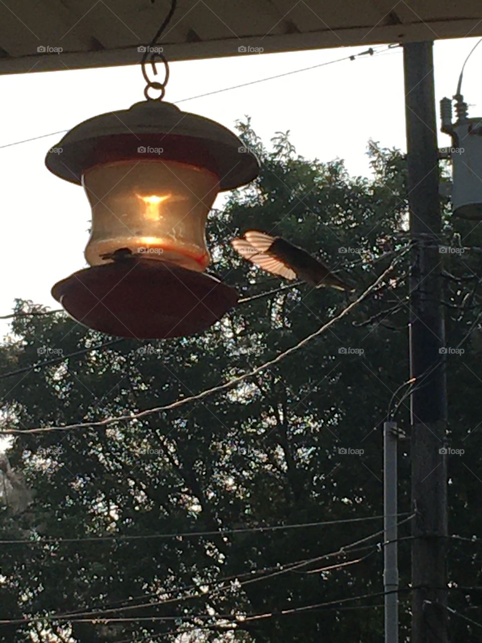 This little hummers been having lots of fun at this feeder all day just flying back and forth.