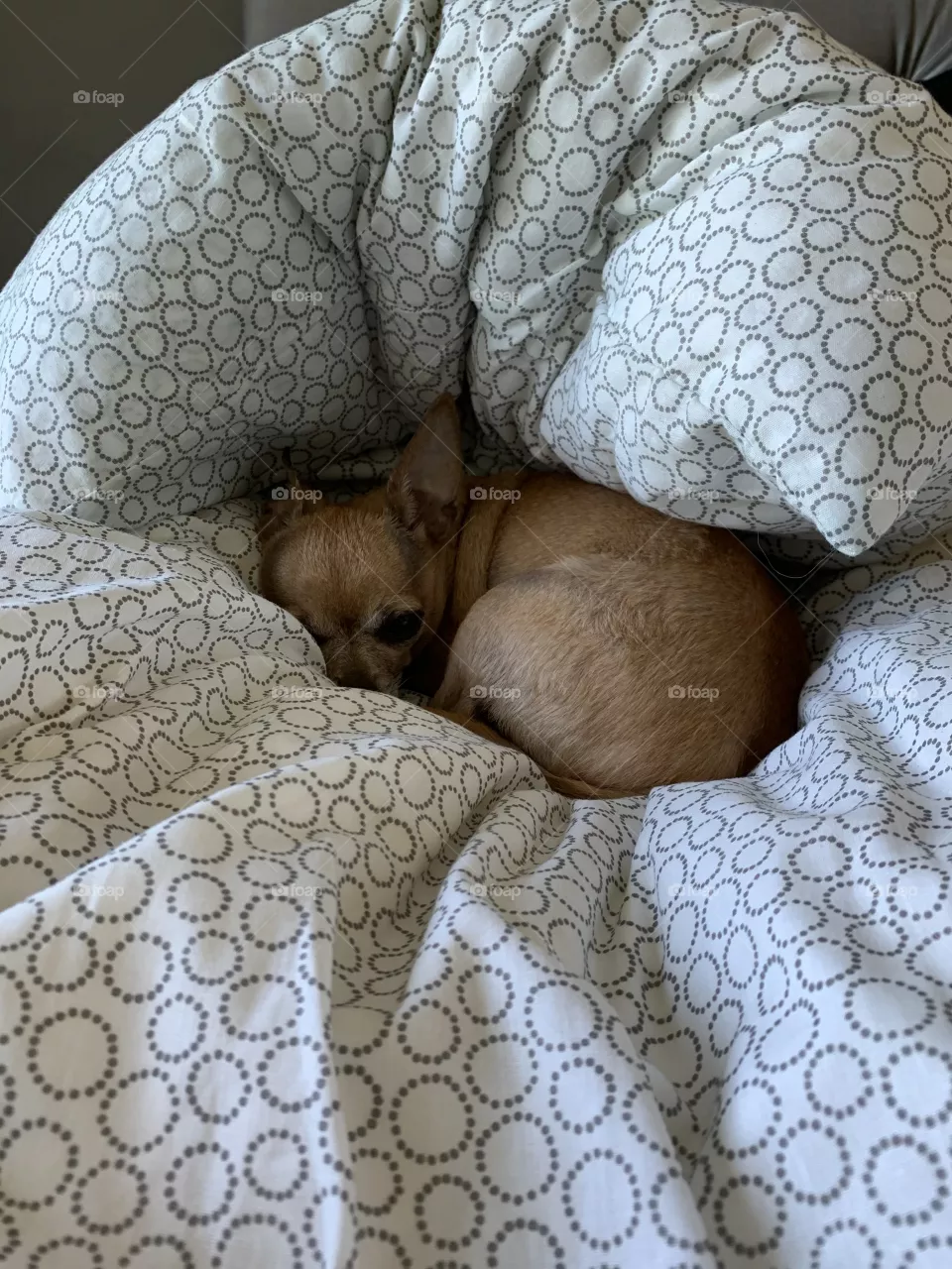 Tired chihuahua 