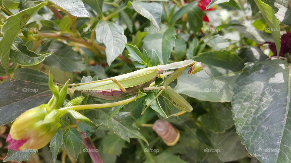 Mantis Garden