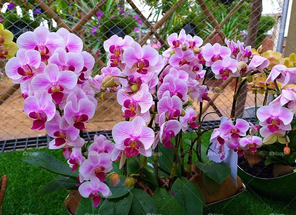 vanda orchid. pink flowers.