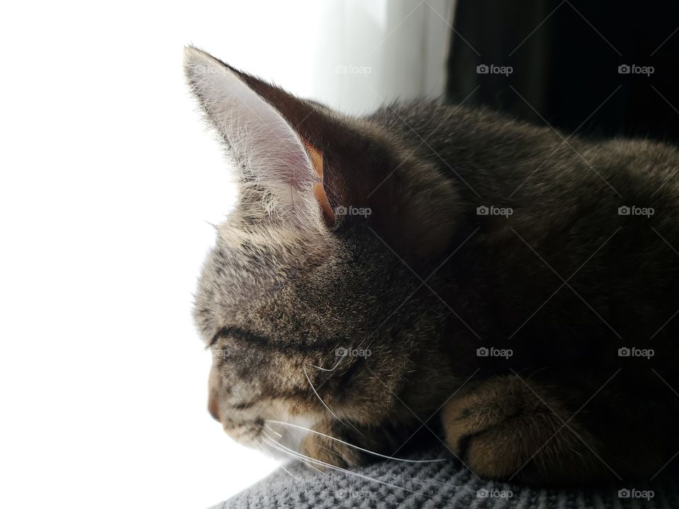 cat laying on couch facing window white sheet curtains