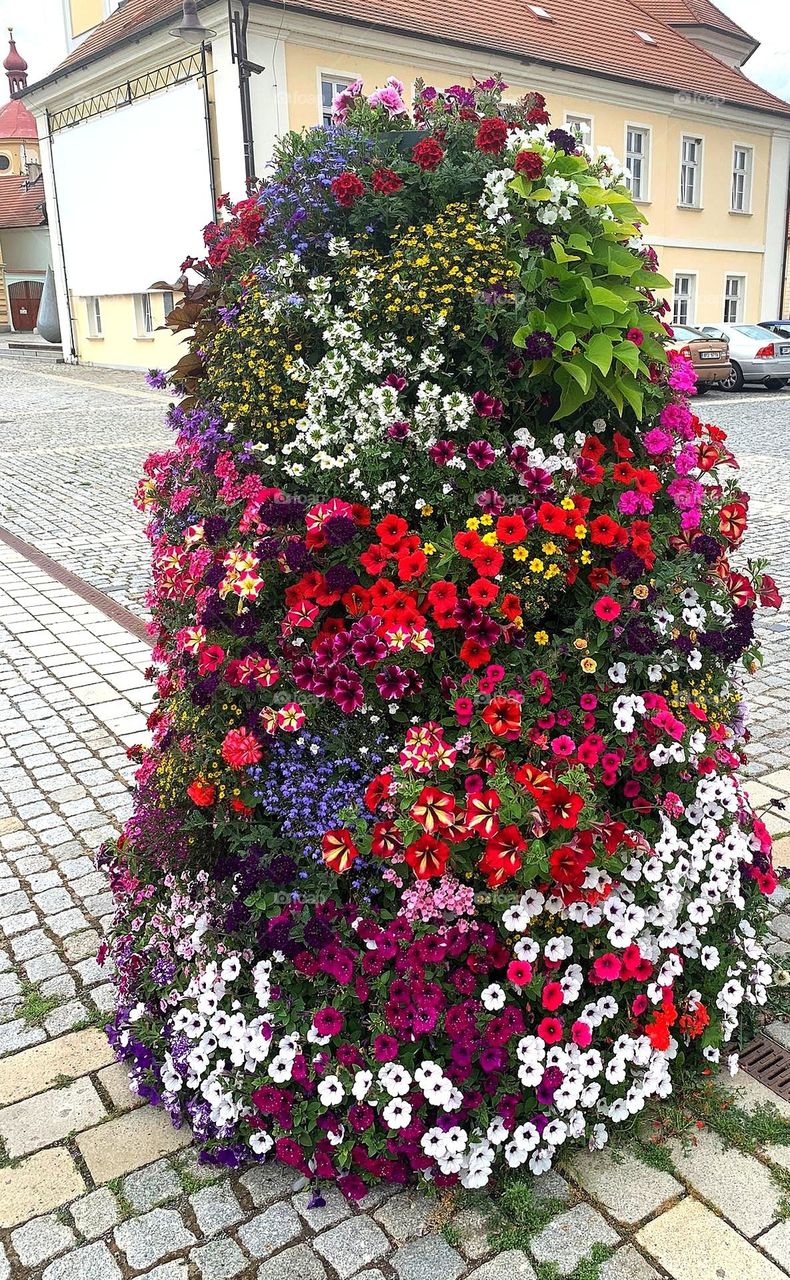 Beautiful Flowers