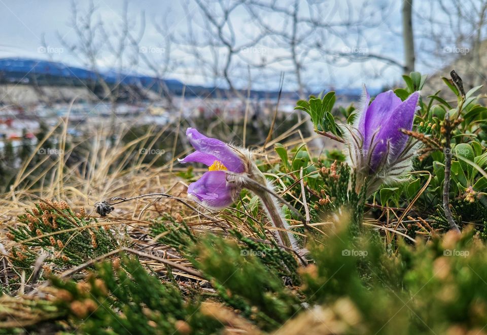 Spring time crocuses