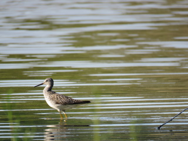 Snipe