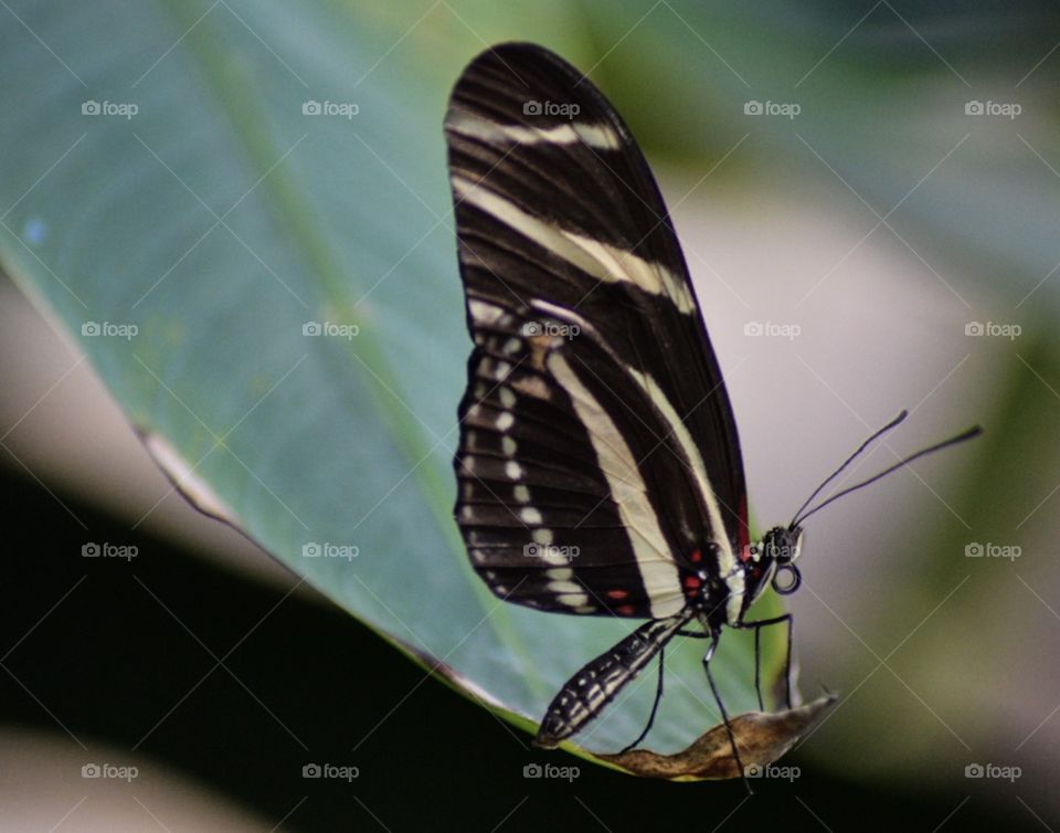 Butterfly, Insect, Nature, Wildlife, No Person