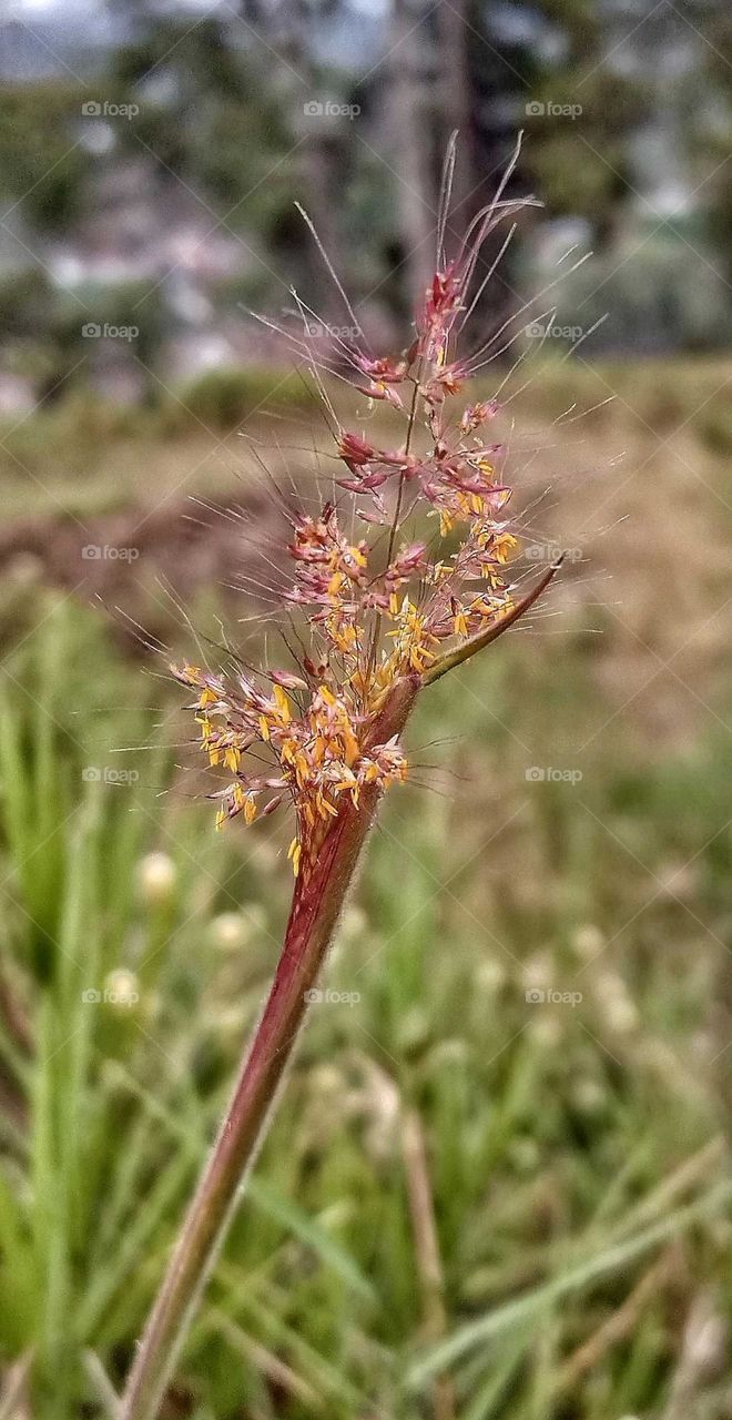 grass flower photo